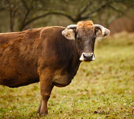 Cow on a pasture
