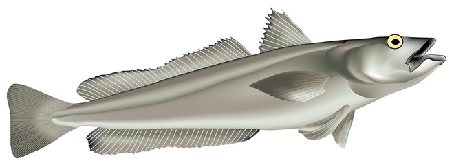 Naklejka premium Poissons - Merlu