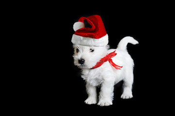 white puppy with  red ribbon