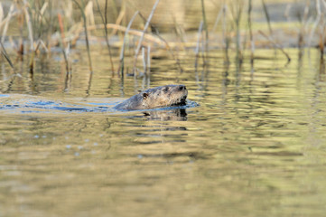 otter