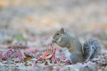 florida squirrel eating