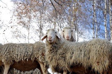 Sheeps