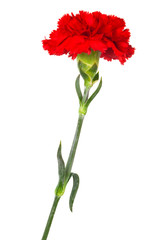 red carnation close-up - 27806560