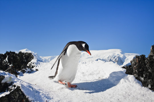 penguin on the rocks