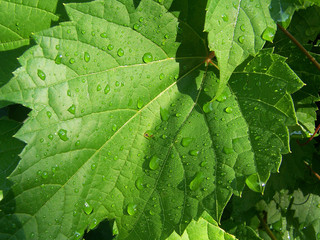 wet leaf