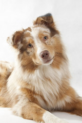Red Merl Australian Shepherd