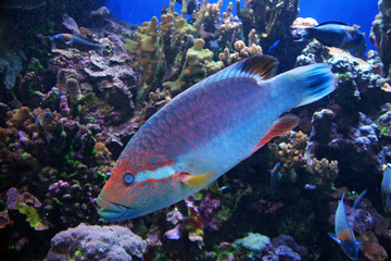 Tropical Fish