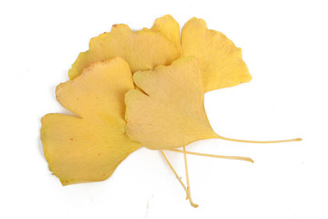 Naklejka premium Ginkgo leaves