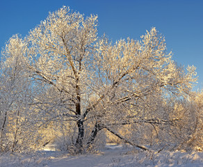 Winter tree