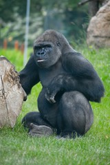 Gorilla