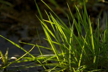 Grass