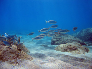 Underwater scene with Salema porgy fish, Mediterranean sea, France
