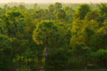 Obraz premium Cambodian Jungle