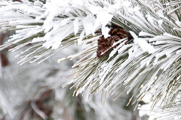 Close-up of conifer branch with two cones, snow covered