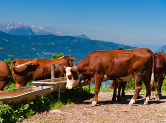 Alpine cows herd drinking water at watertrough - 27813317