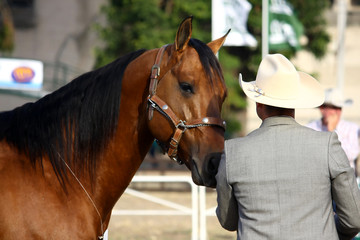 Obraz premium Criador de caballos