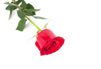 Beautiful red rose on white background