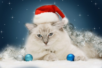 christmas cat