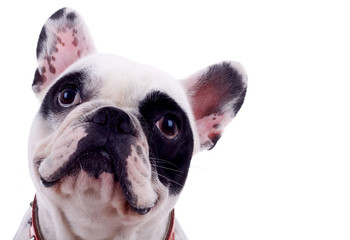 head of french bulldog