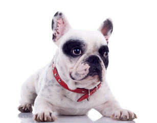 Fototapeta premium seated French Bulldog