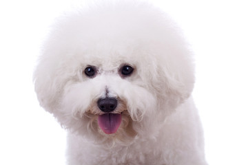 bichon frise sticking tongue out