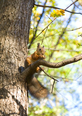 squirrel