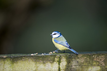 Blue Tit (Parus caeruleus)