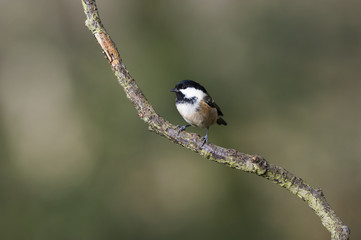 Coal Tit (Parus ater)