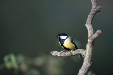 Obraz premium Great Tit (Parus major)