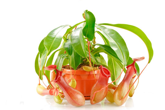 nepenthes coccinea