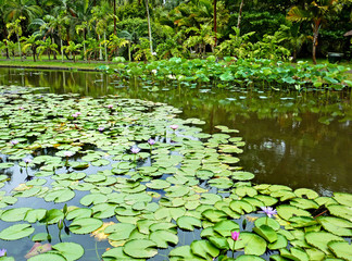 jardin aquatique