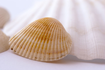 Conchiglie