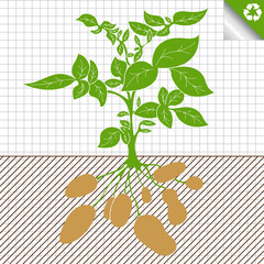 Potato plant vector green bush background
