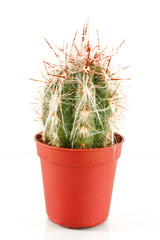 oreocereus celsianus