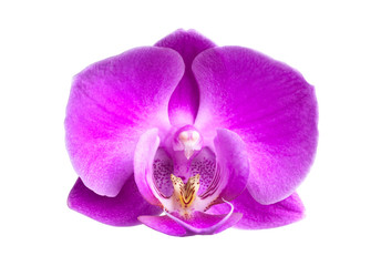 Naklejka na ściany i meble Różowy kwiat orchidei z bliska