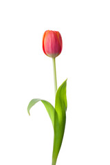 Tulip flower