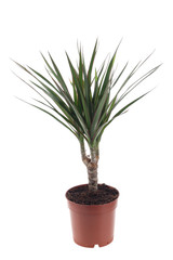 dracena