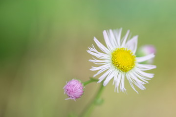 Obraz premium 姫女苑