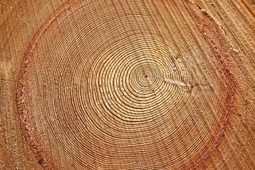 Naklejka premium Tree Tunk