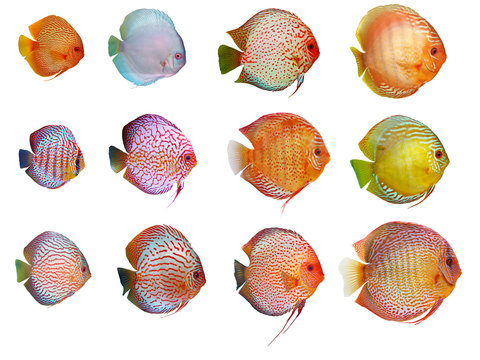 a lot of discus