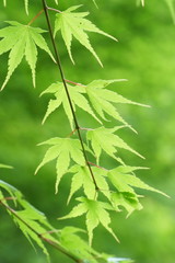 緑のカエデ