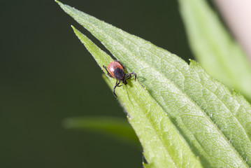 tick