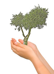 Naklejka na ściany i meble Olive tree as a gift of agriculture