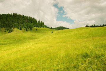 Beautiful alpine meadow with green grass