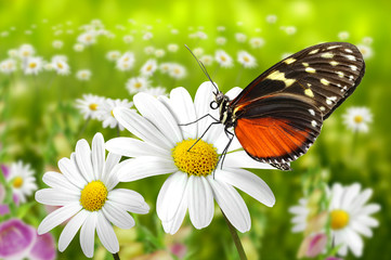 Naklejka premium Schmetterling 104