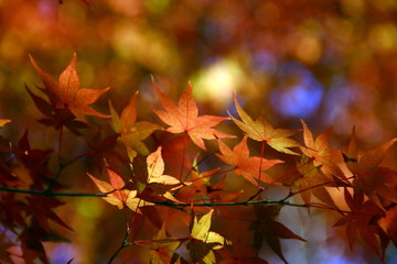 紅葉したカエデ