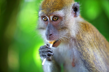 Macaque monkey