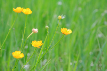 Yellow field flowers on a background a green grass