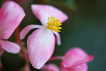 Begonia corallina
