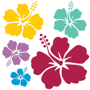 Hibiskus